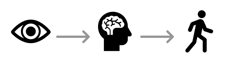 Eye, brain, and walking human icons connected by arrows showing the process from perception to cognition.