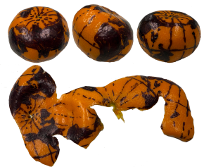 Orange decorated like the earth as a globe and then unpeeled showing it as a map